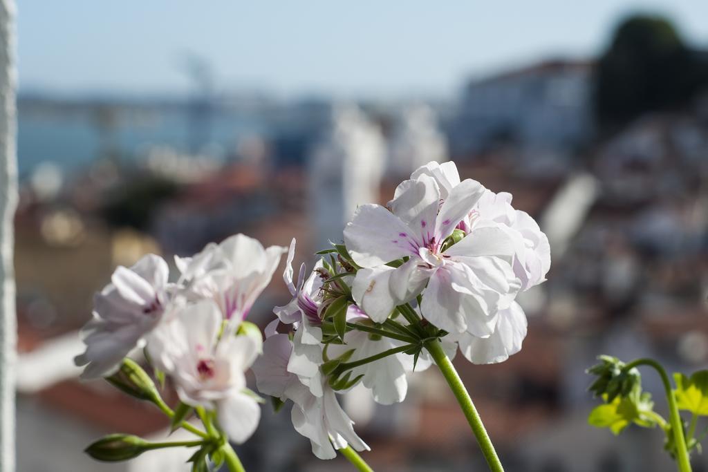 Alfama - St Estevao Viewpoint | Lisbon Cheese & Wine Apartments Room photo